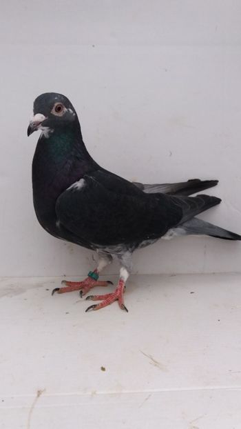 F 2019 vanduta - De! voiajori vanduti