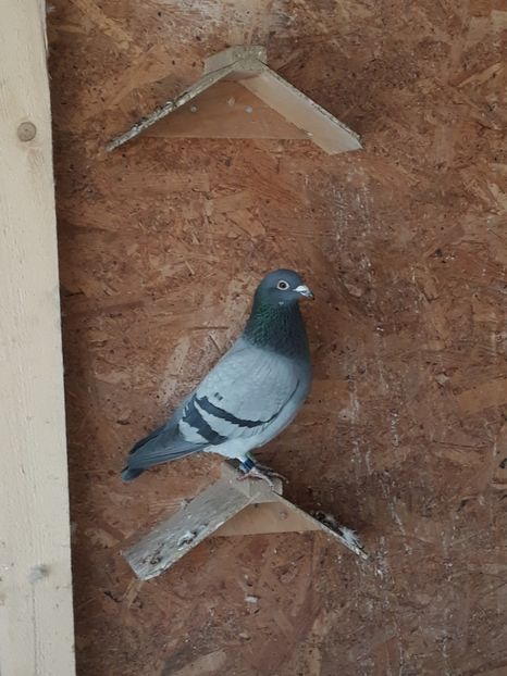 M 2018 NORMA FOND - Norme 2019