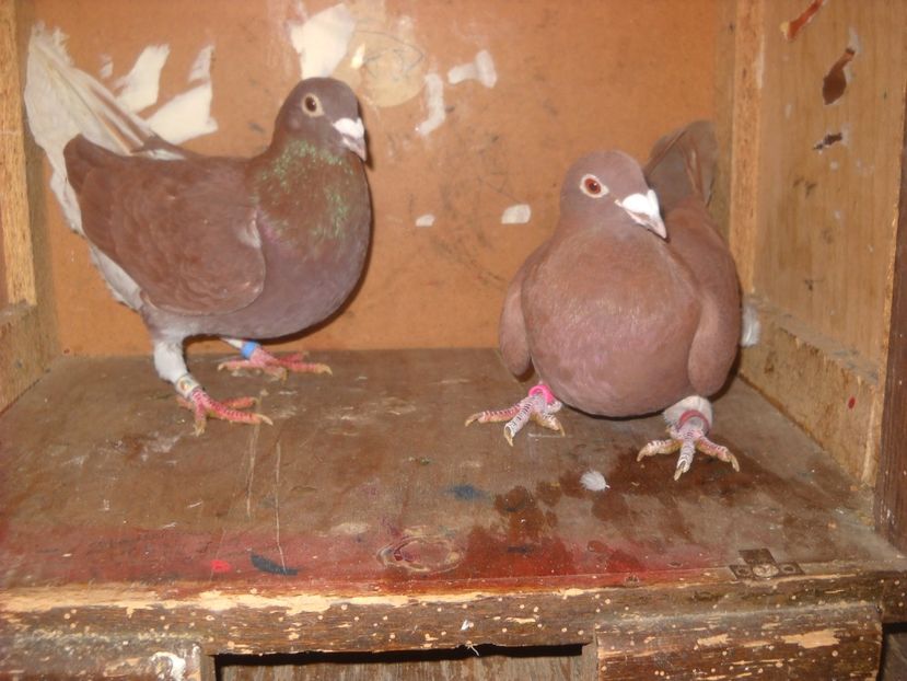  - UNDEVA IN SUCEAVA arhiva