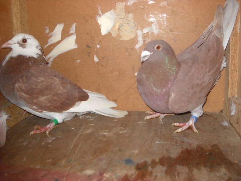  - PORUMBEI VANDUTI 2