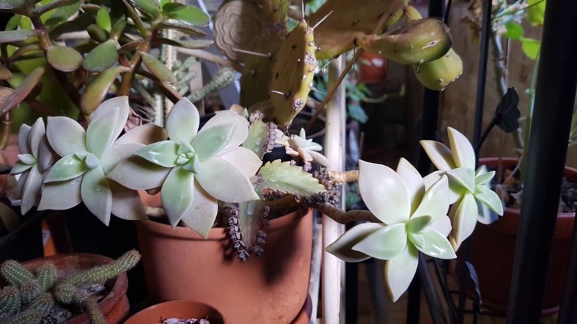 G paraguayense la iernat - Graptopetalum