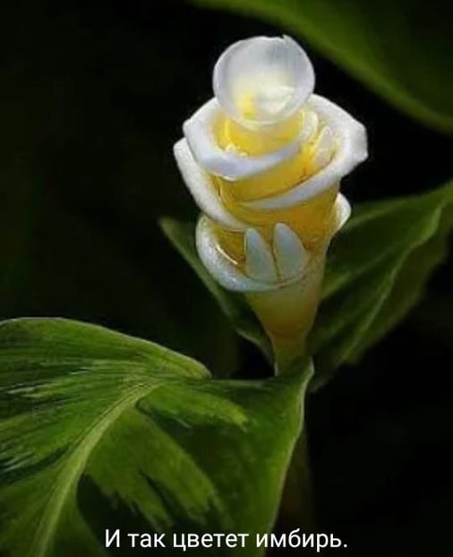  - Floricele net