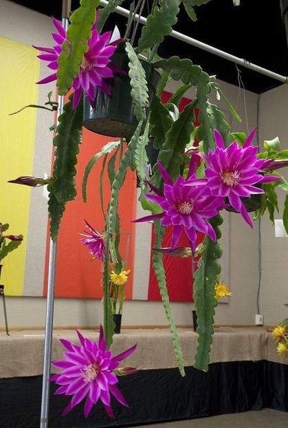  - Floricele net