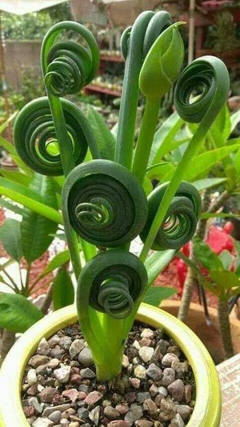  - Floricele net