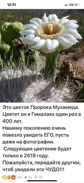  - Floricele net