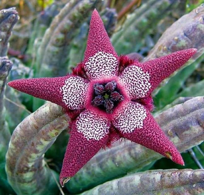  - Floricele net