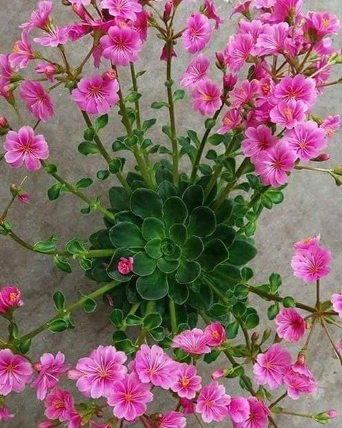  - Floricele net