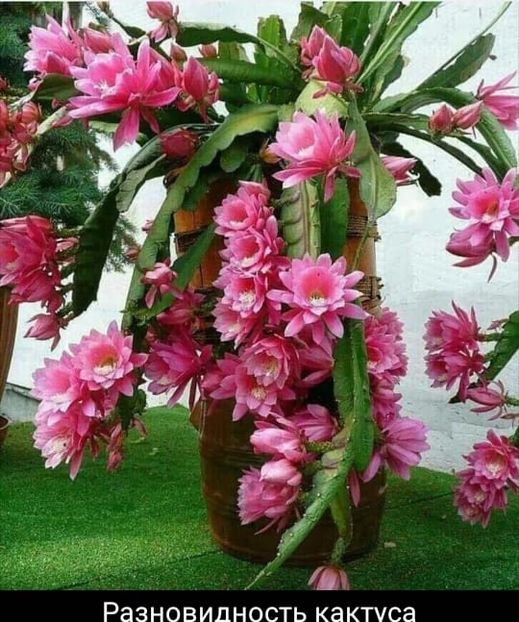  - Floricele net