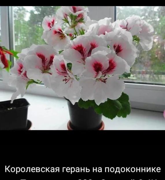  - Floricele net