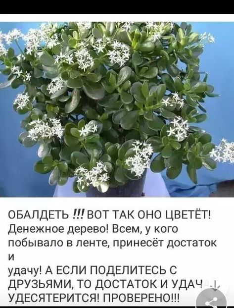  - Floricele net