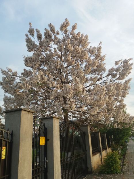  - fLORILE    LUI   TEO