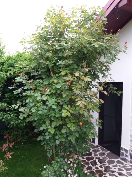  - fLORILE    LUI   TEO