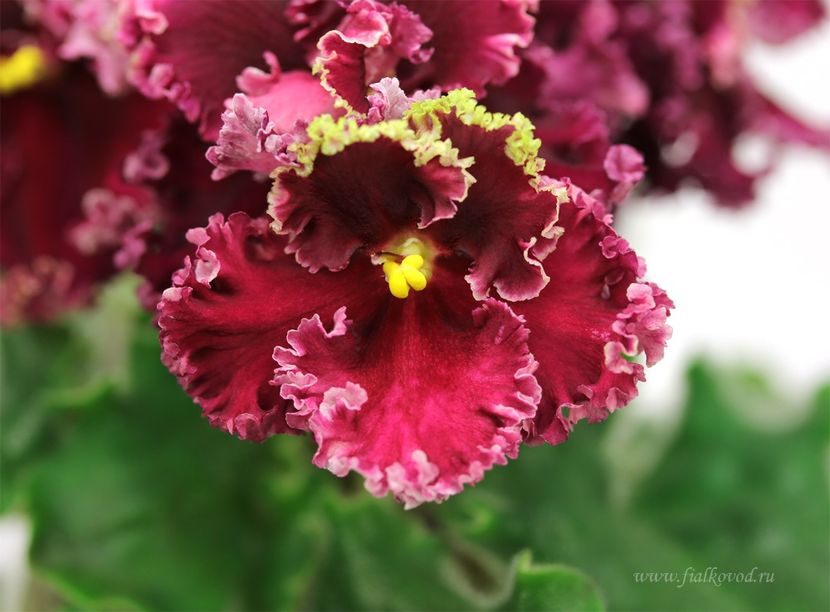 Poza net - AV Cyganskaya Sladba