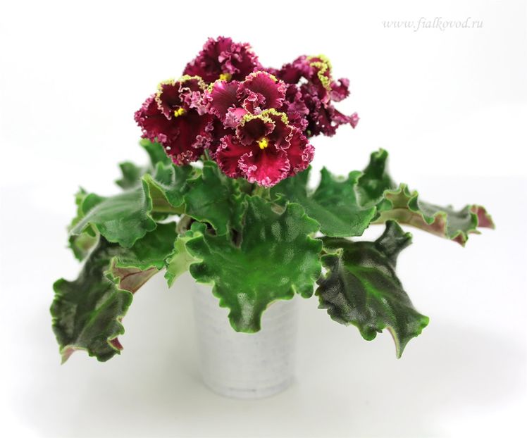 Poza net - AV Cyganskaya Sladba