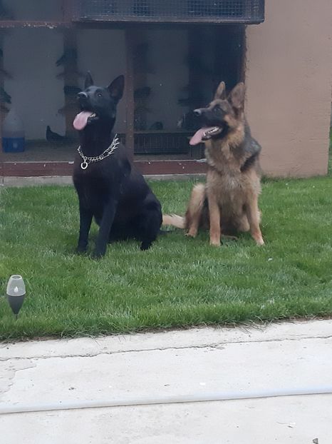 - Ciobanesc german negru