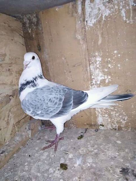  - NU AMI APARTIN 2020