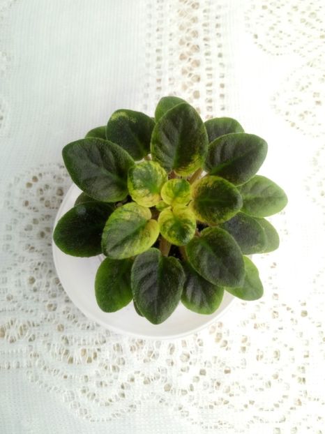 7 feb - ZZ Sensational Sandra