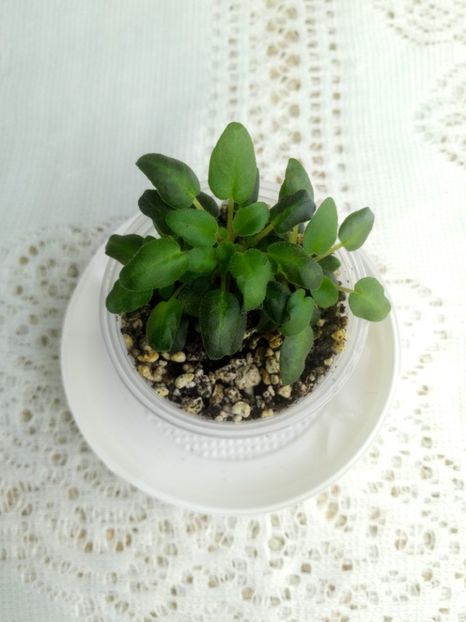 7 feb - Hot Pink Bells