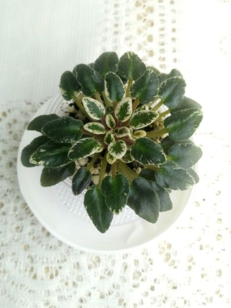 7 feb - Tinker Bells