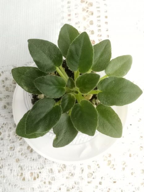 7 feb - Rob s Loose Noodle