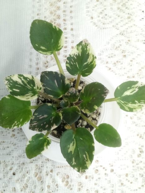 7 feb - ZZ Mac s Searing Stinger