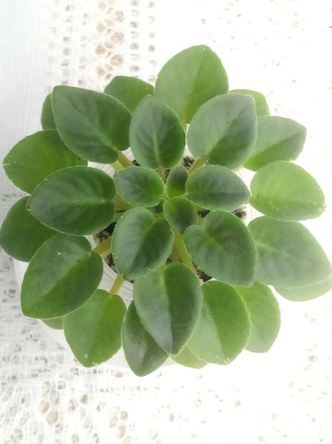 7 feb - ZZ Shirl s Bright Sky