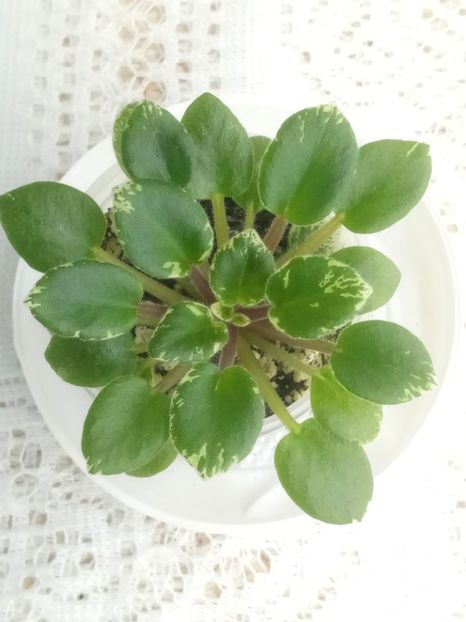 7 feb - Wichita Baby