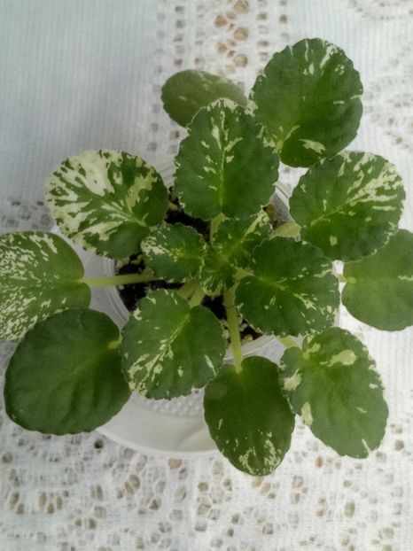 7 feb - Watermelon Snow