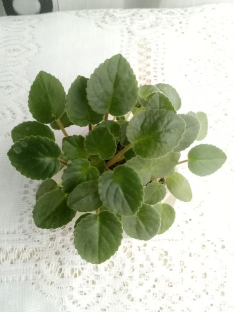 7 feb - Allegro Appalachian Trail