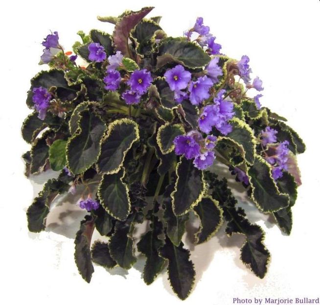 poza net - Senk s Try the Decaf