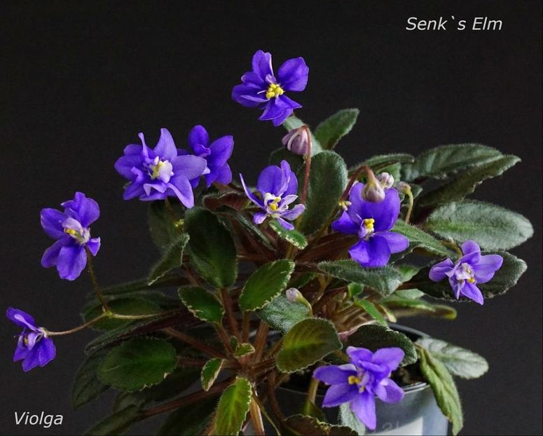 poza net - Senk s Elm