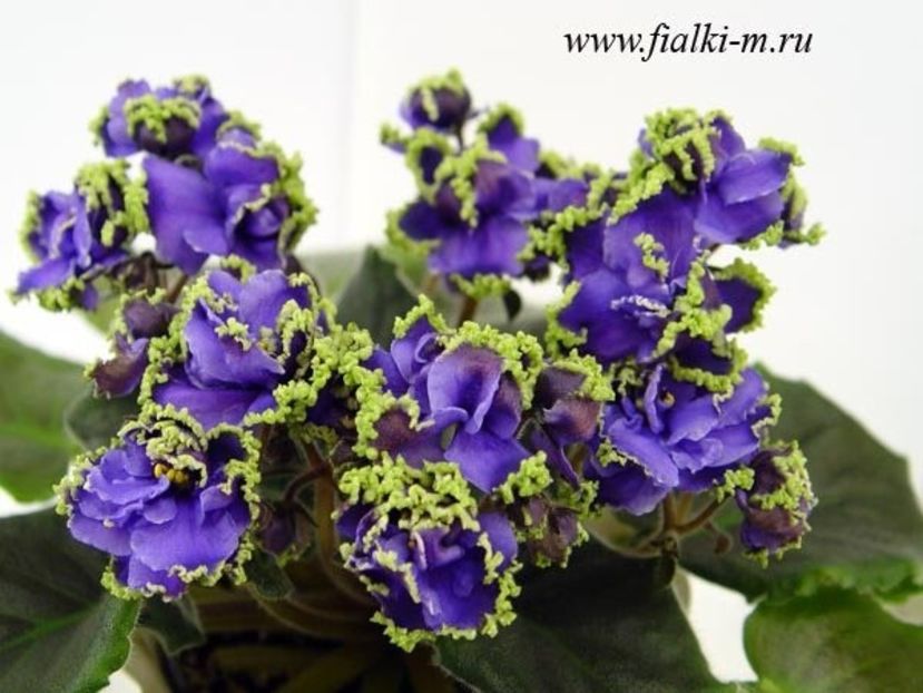 LE Kudri Venery - ZZ LE Kudri Venery