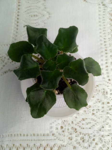 7 feb - ZZ LE Kudri Venery