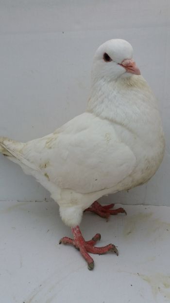 M 2019 vandut - De vanzare kingi