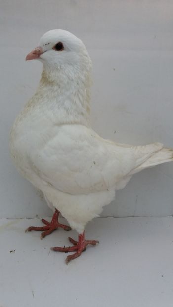 M 2019 vandut - De vanzare kingi