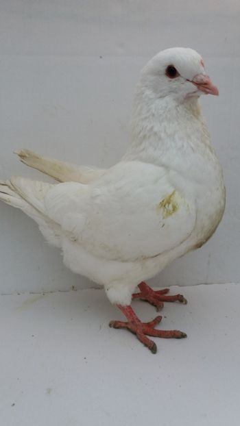 F 2019 vanduta - De vanzare kingi