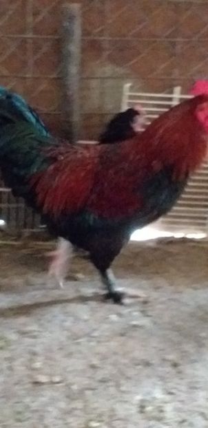  - Găini Marans