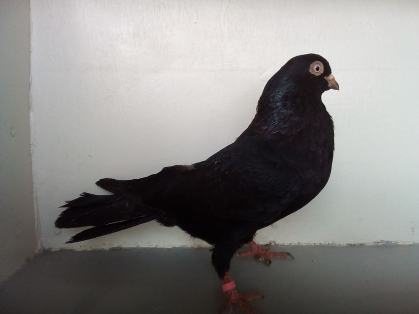  - jucatori de galati unicolori