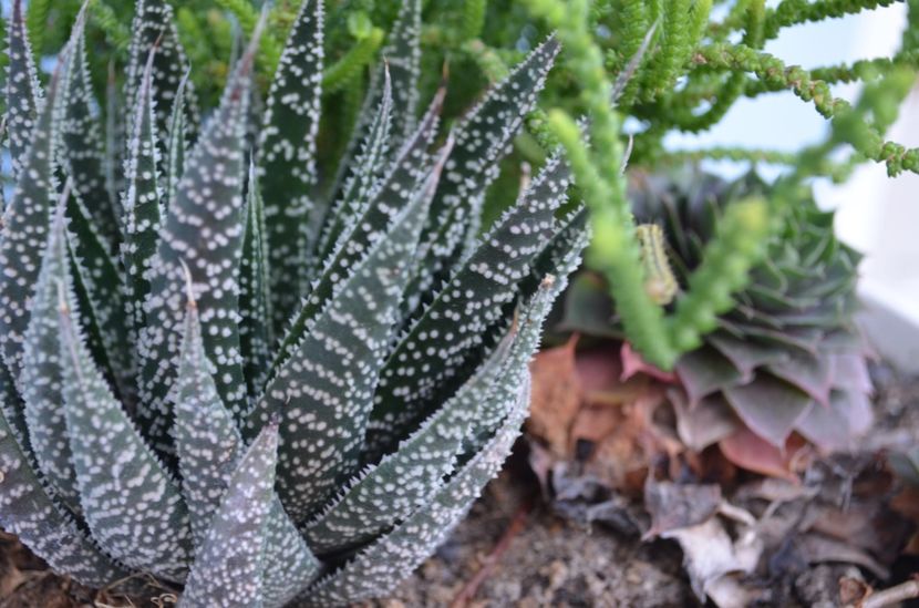  - suculente si cactusi