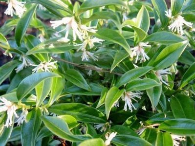 sarcococca confusa - a Comenzi plante copaci 2020