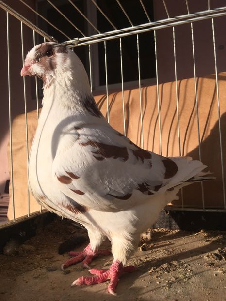 F2018 - Porumbei vanduti 2017-2025