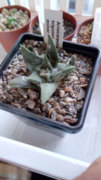 A. retusus subs.trigonus - -retusus