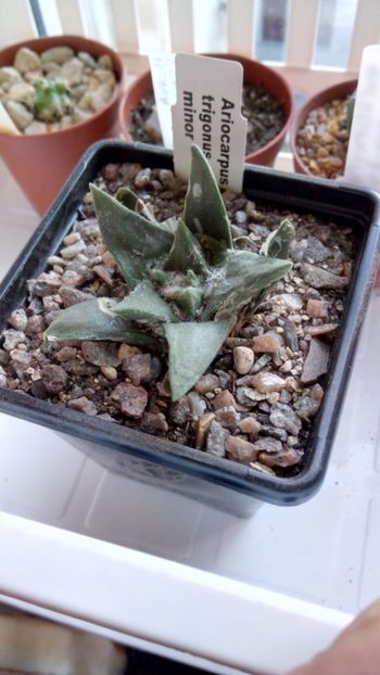 A. retusus subs.trigonus - -retusus