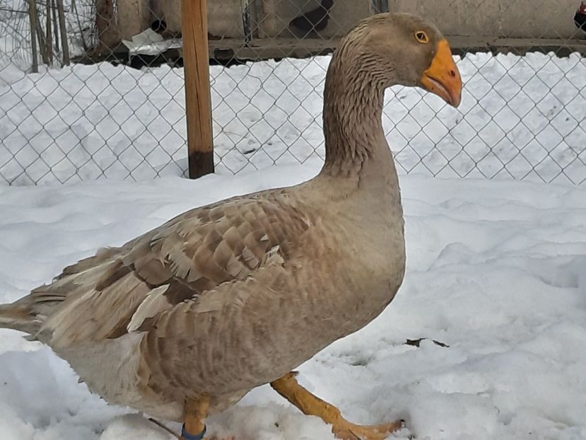  - Gaste Tula 2021 - Tula geese Tula kampfganse Tula oie