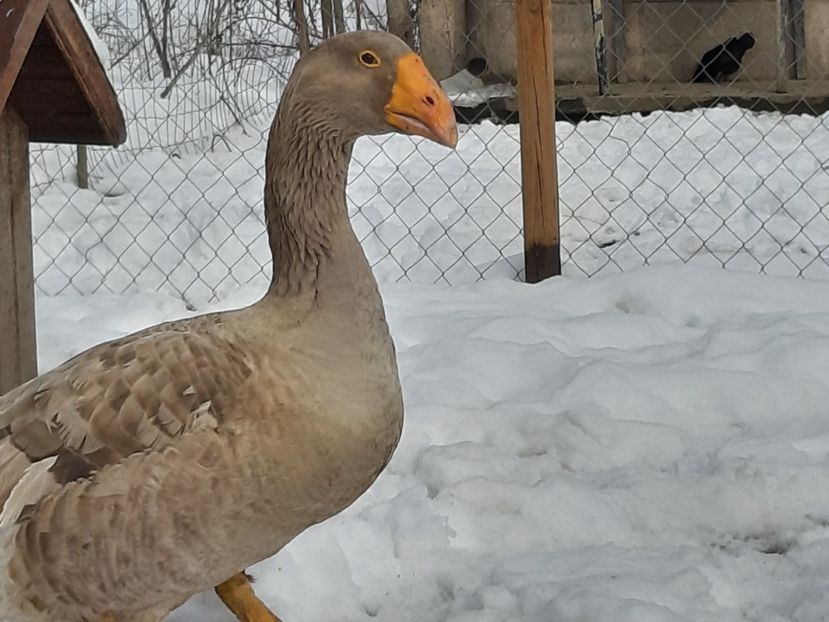  - Gaste Tula 2021 - Tula geese Tula kampfganse Tula oie