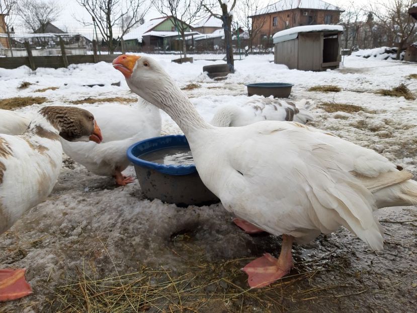  - Gaste Tula 2021 - Tula geese Tula kampfganse Tula oie