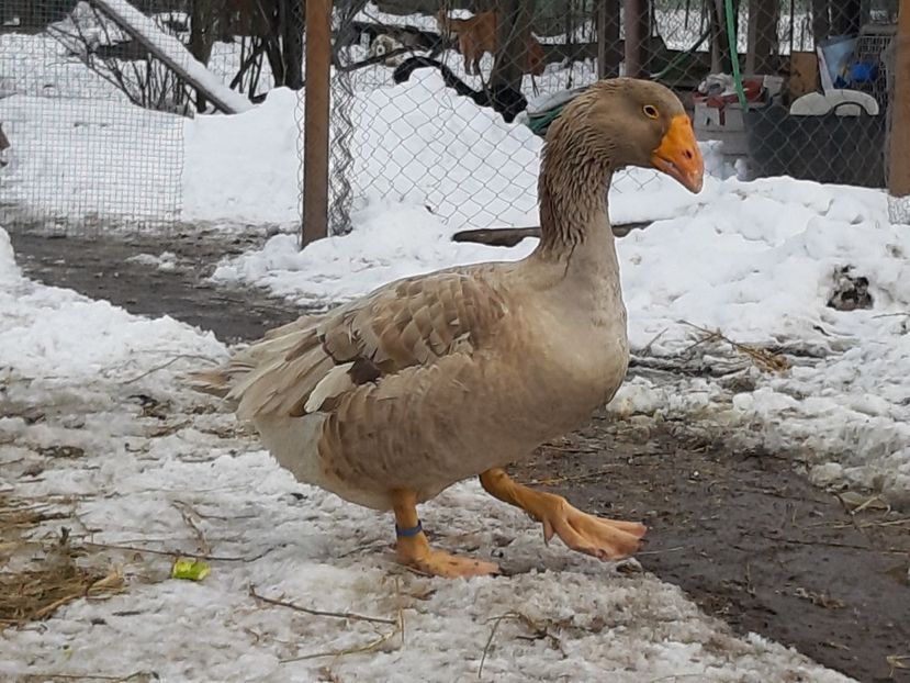  - Gaste Tula 2021 - Tula geese Tula kampfganse Tula oie