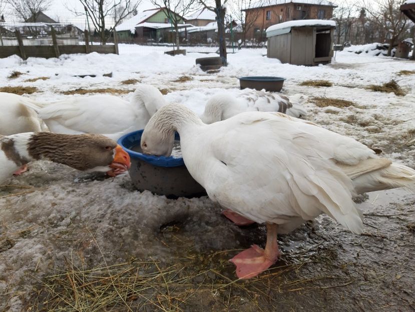  - Gaste Tula 2021 - Tula geese Tula kampfganse Tula oie