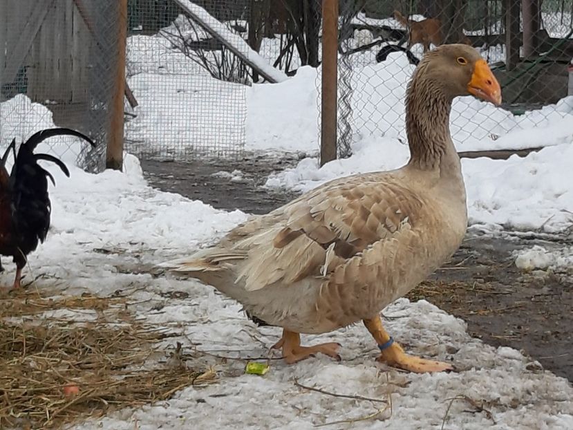  - Gaste Tula 2021 - Tula geese Tula kampfganse Tula oie