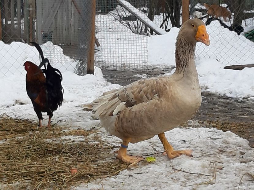  - Gaste Tula 2021 - Tula geese Tula kampfganse Tula oie